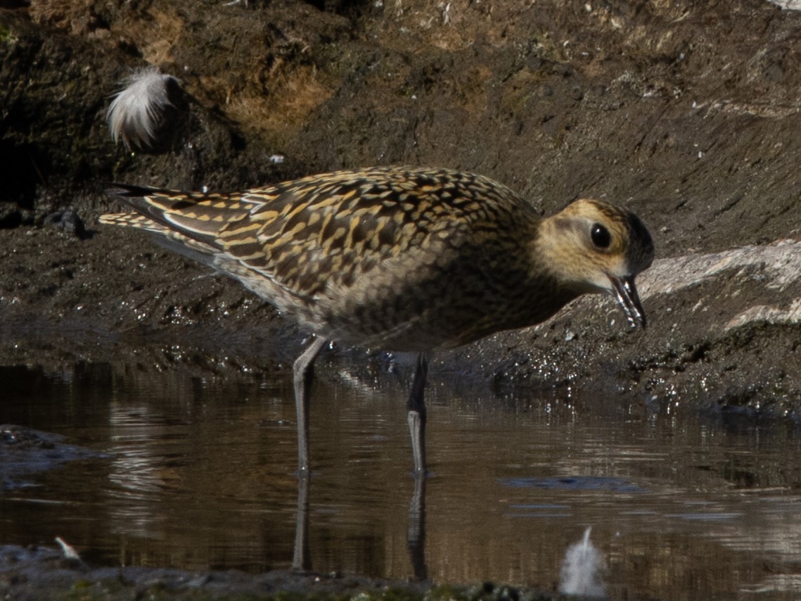 Chorlito Dorado Siberiano - ML624206110