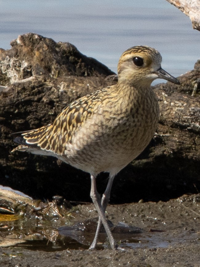 Chorlito Dorado Siberiano - ML624206111