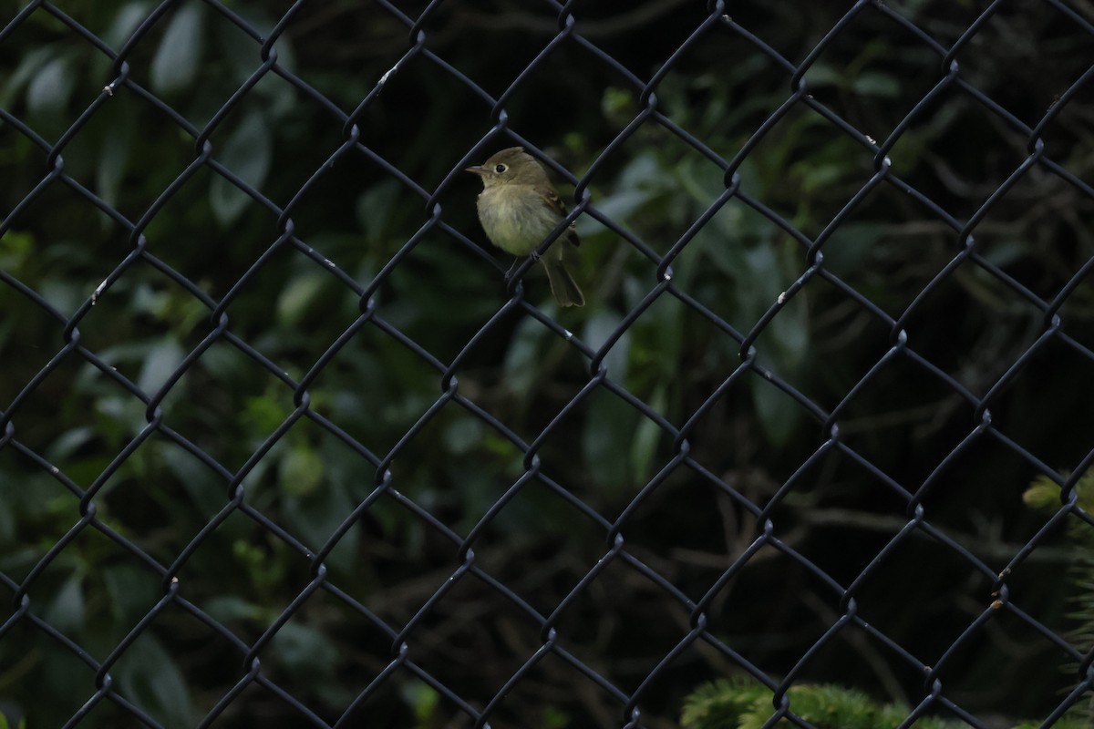 Western Flycatcher - ML624206113