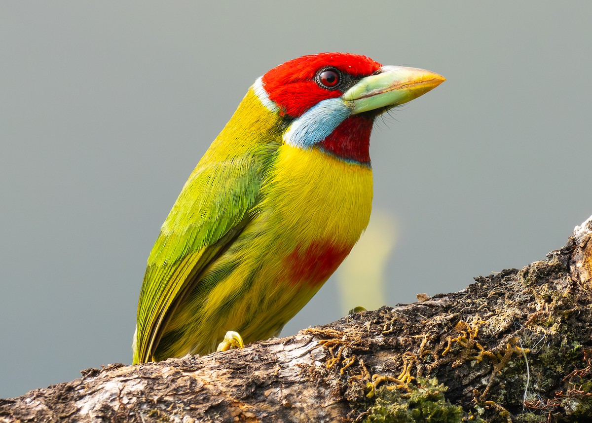 Çok Renkli Barbet - ML624206127