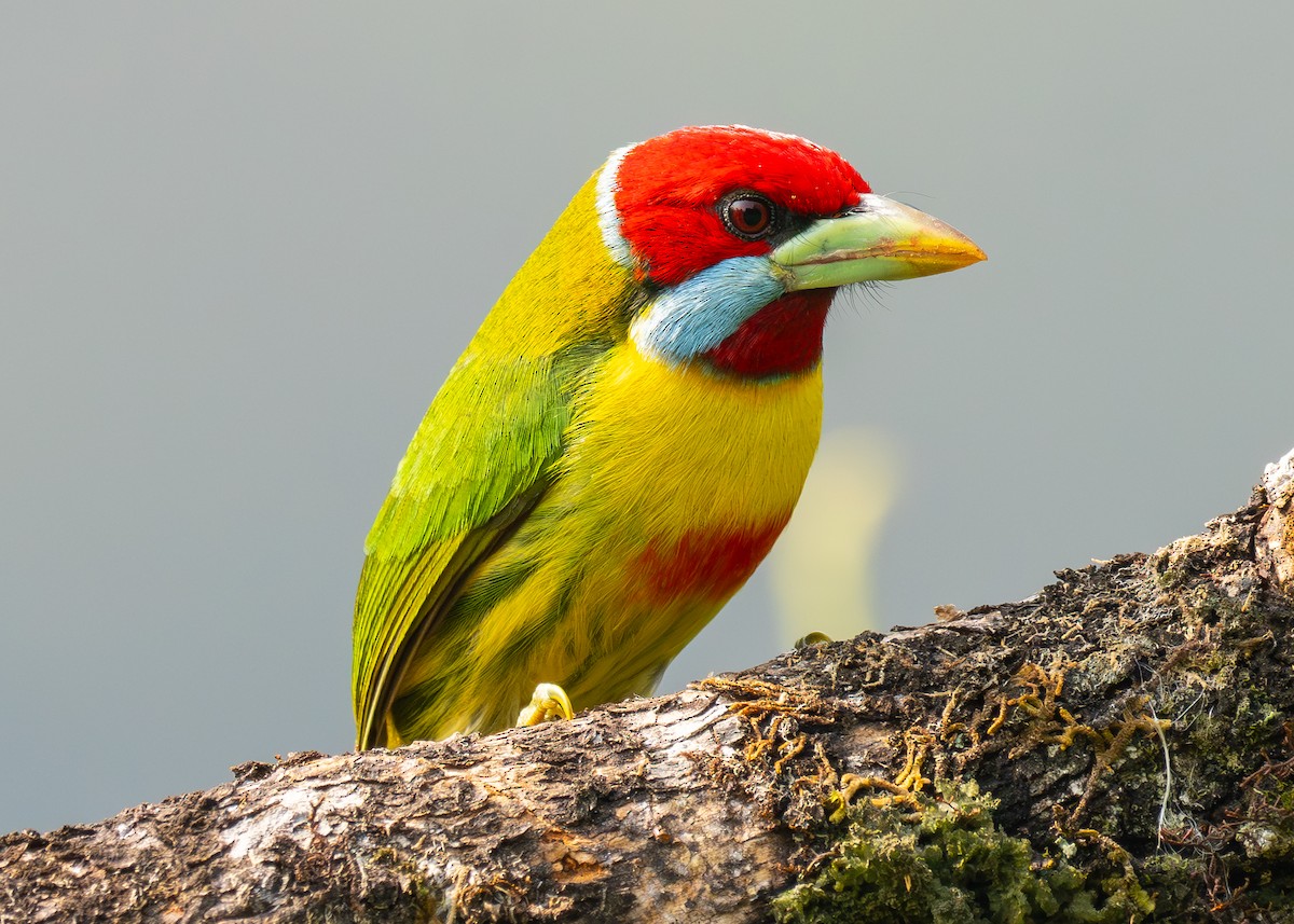 Çok Renkli Barbet - ML624206128