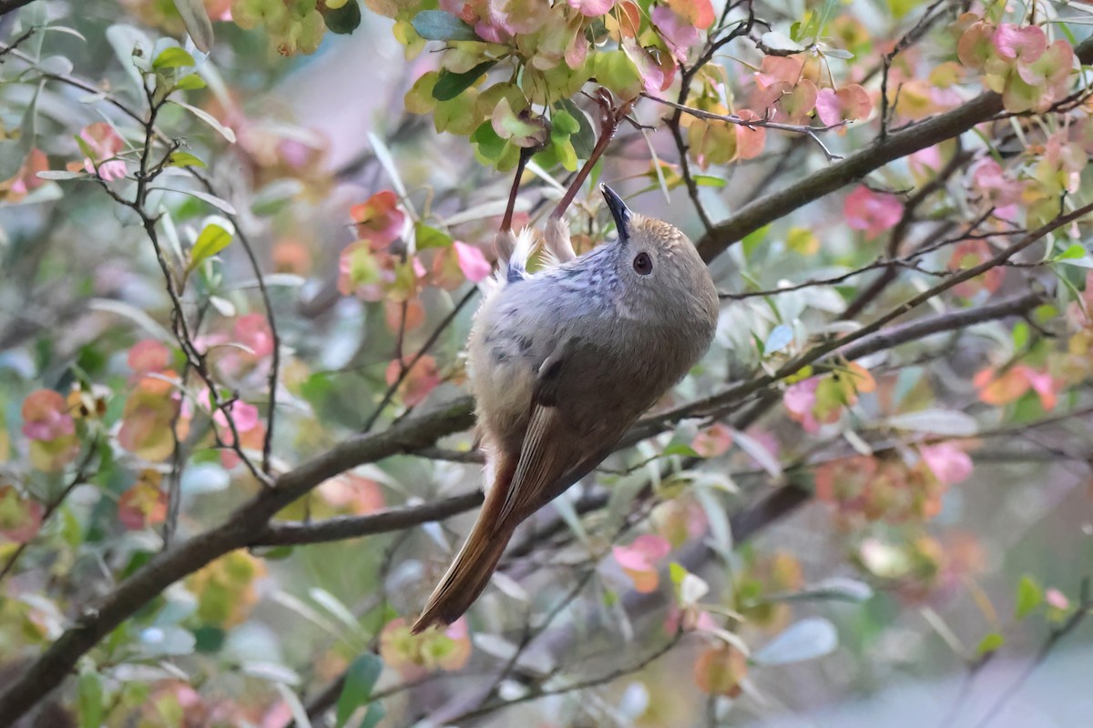 Brown Thornbill - ML624206130