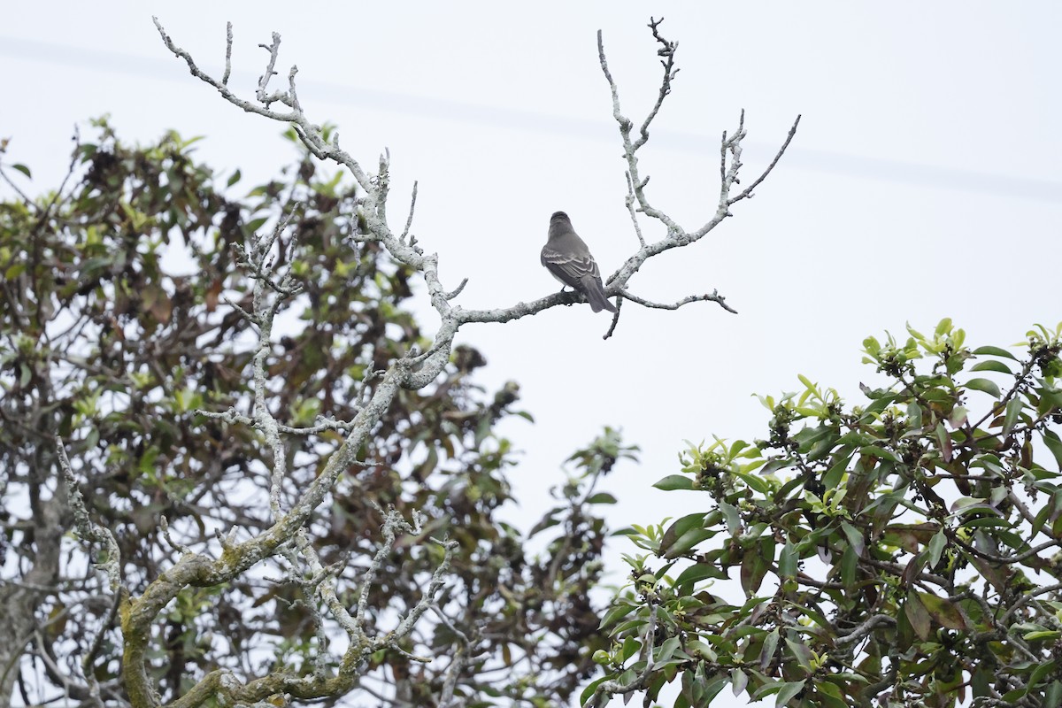 Western Wood-Pewee - ML624206150