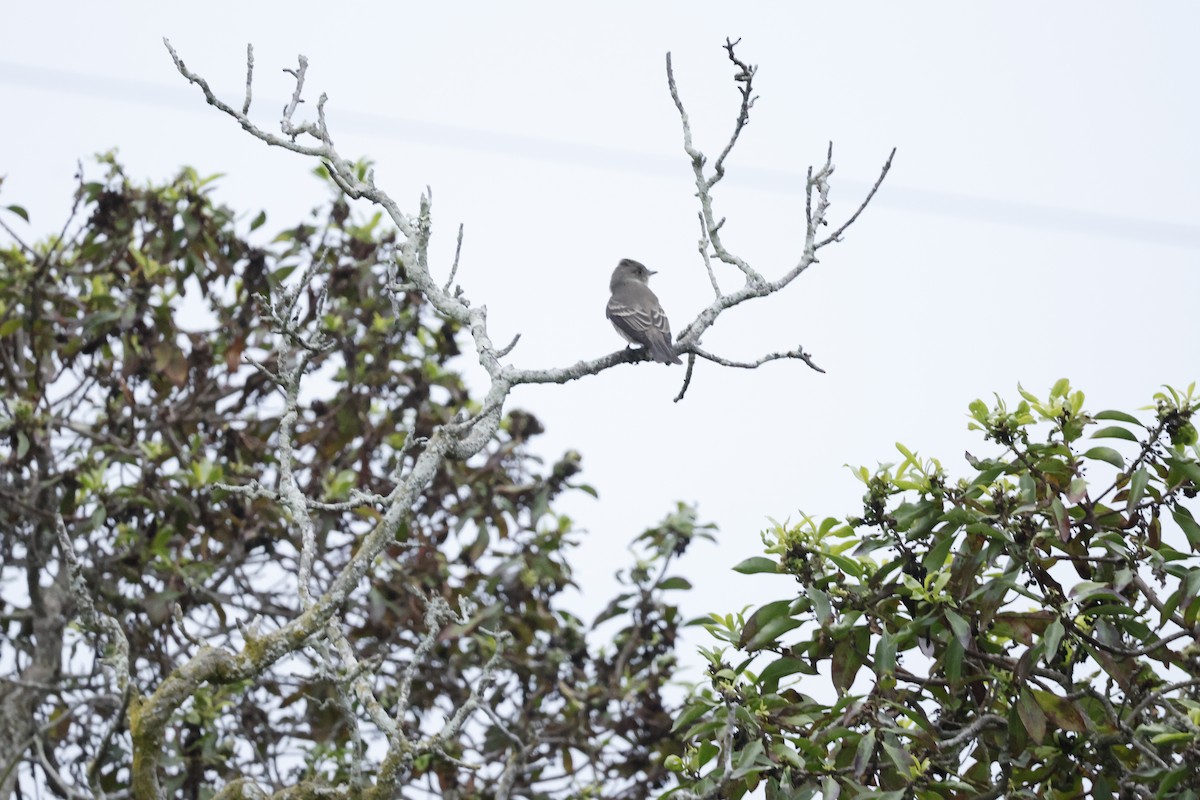 Western Wood-Pewee - ML624206151