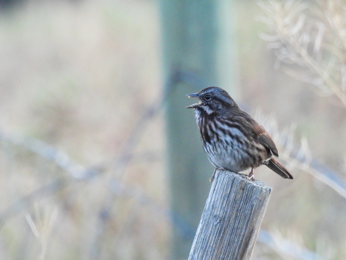 Song Sparrow - ML624206156