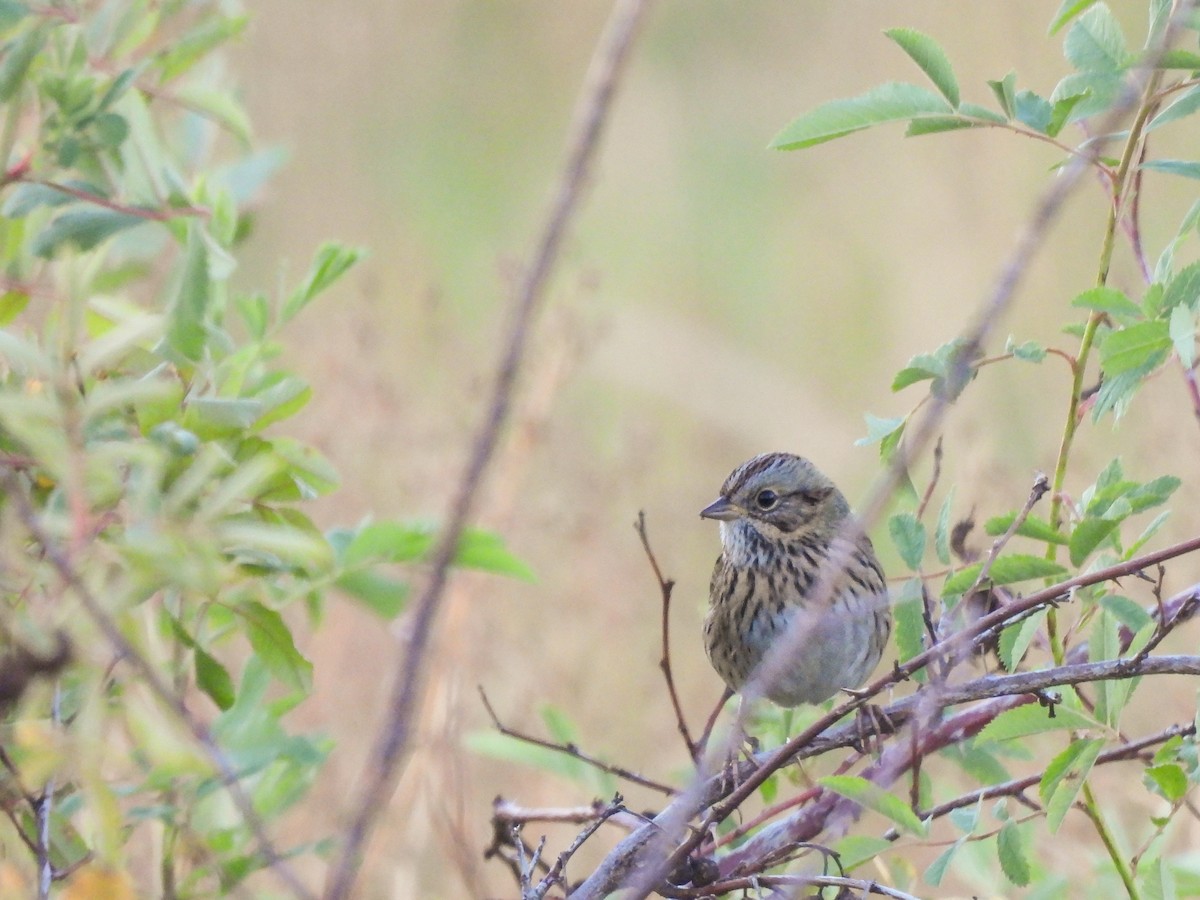 Lincoln's Sparrow - ML624206163