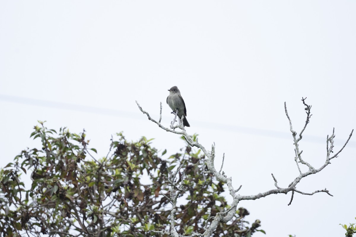 Western Wood-Pewee - ML624206176