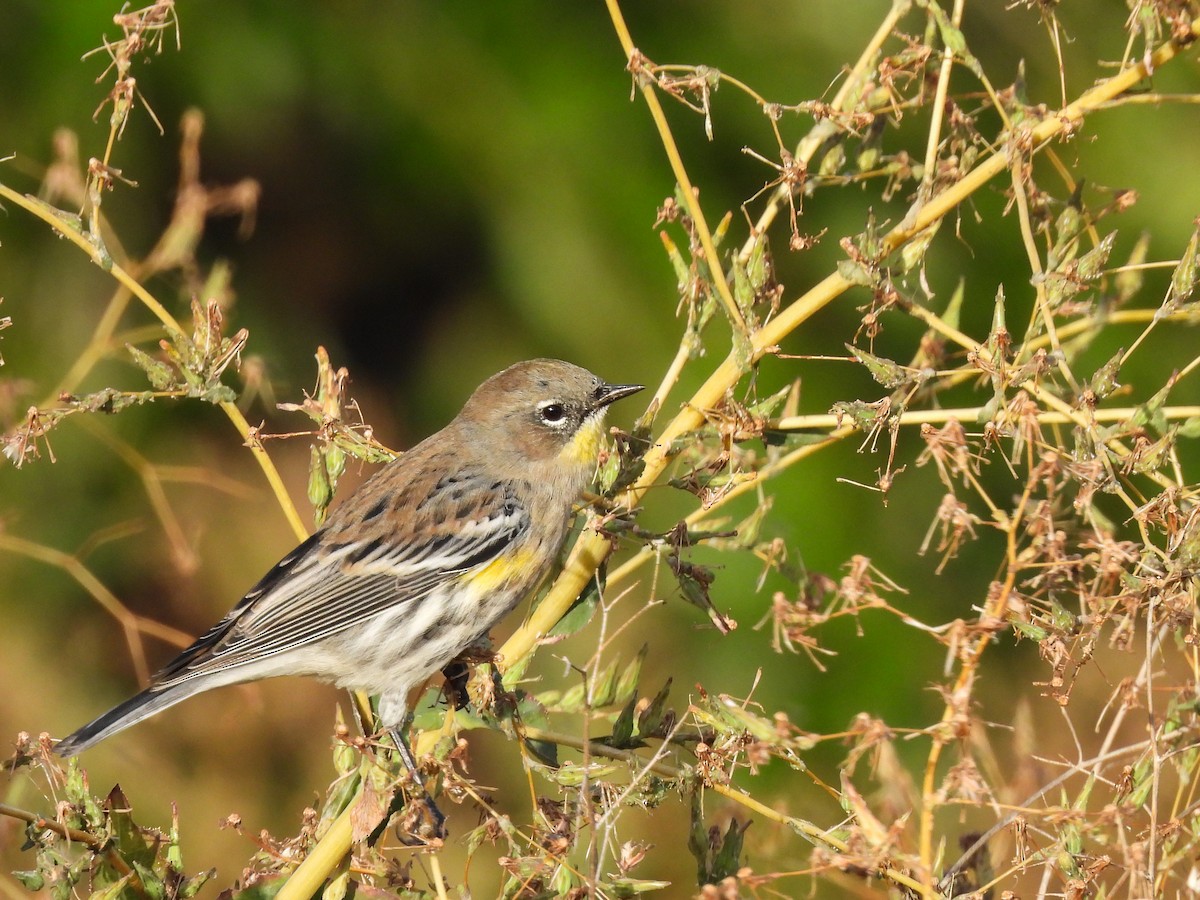 Yellow-rumped Warbler - ML624206189