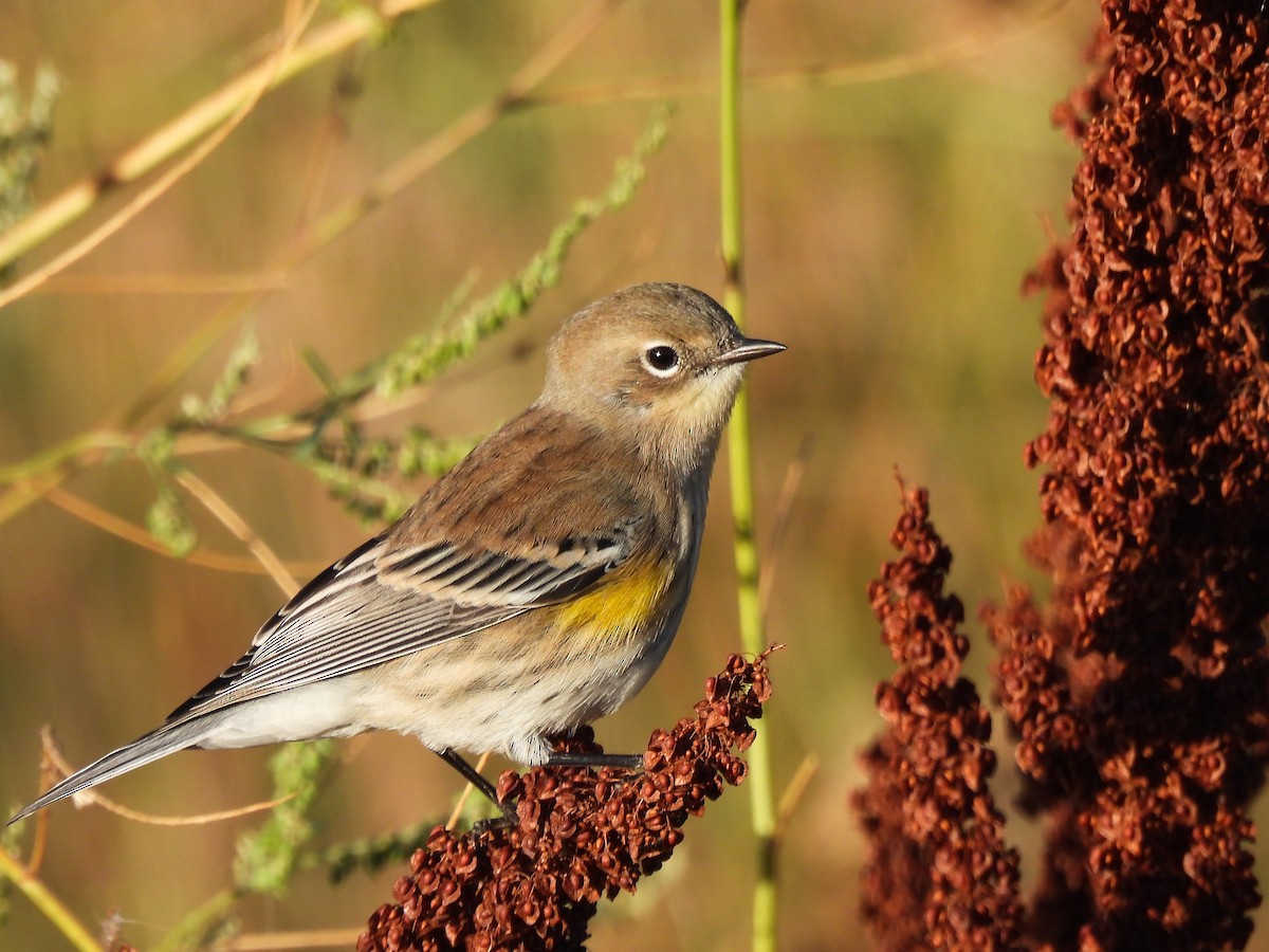 Yellow-rumped Warbler - ML624206190