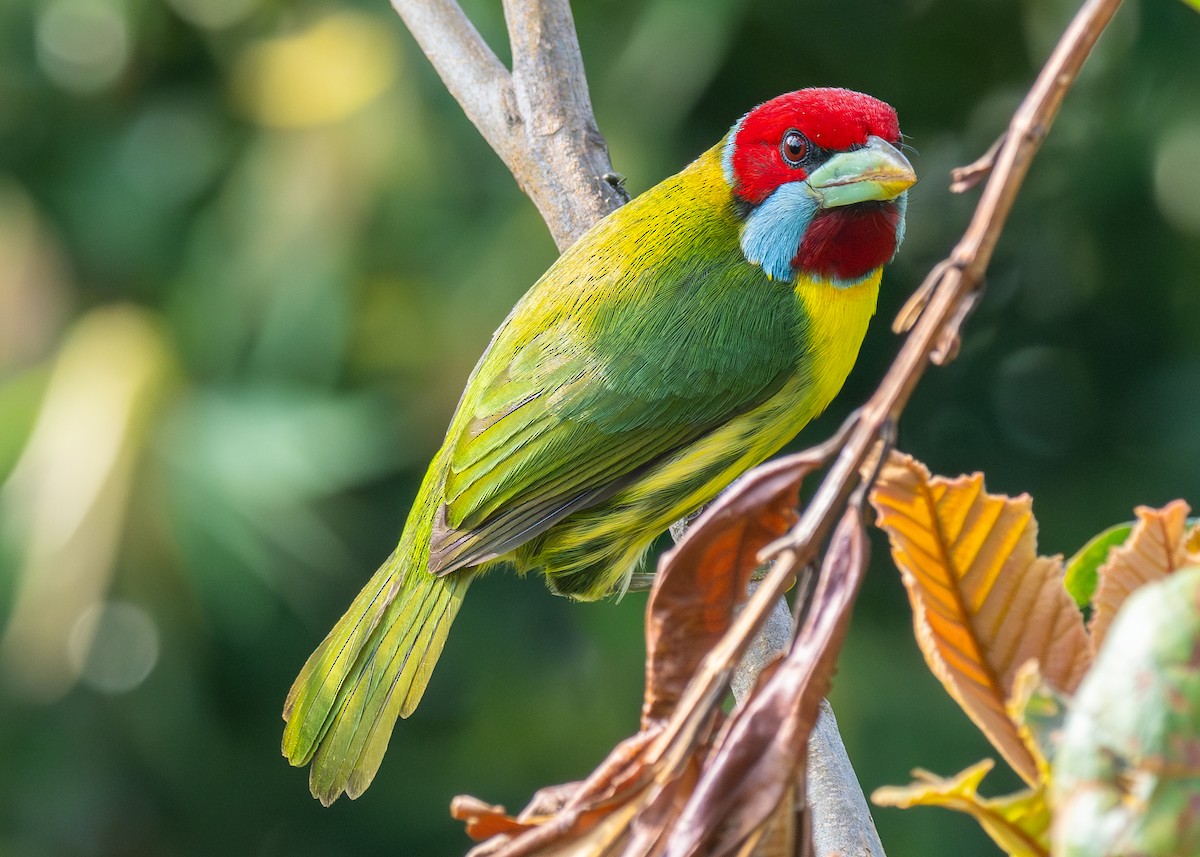 Çok Renkli Barbet - ML624206198