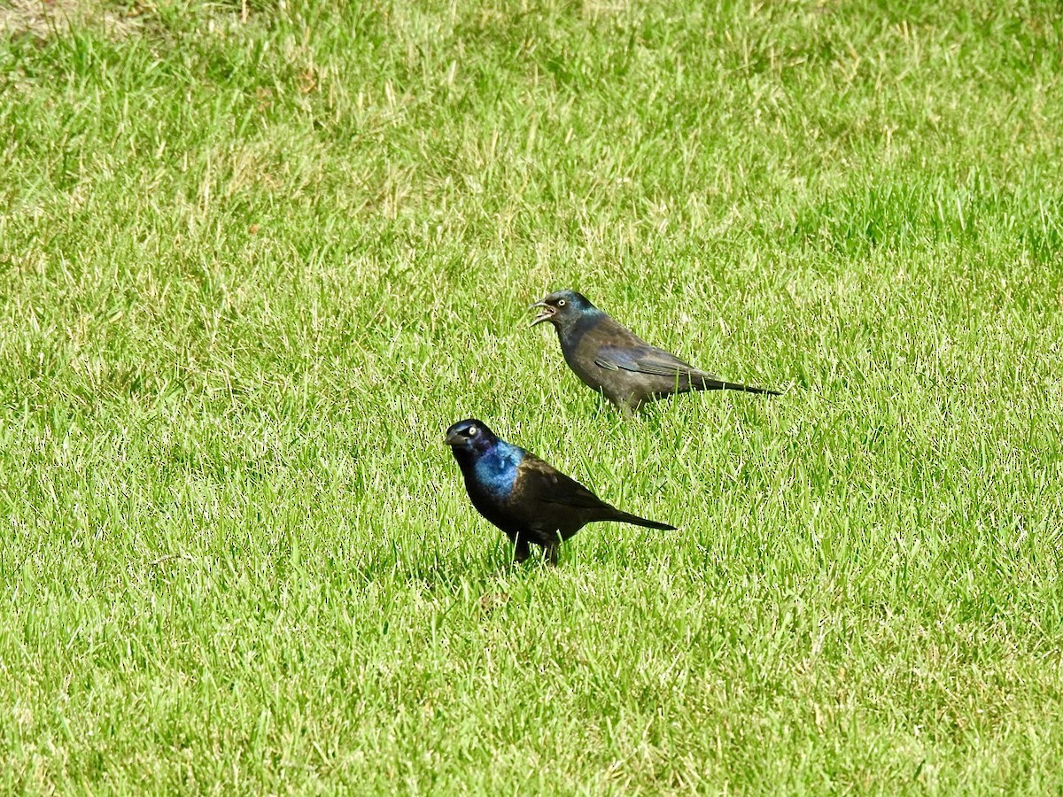 Common Grackle - Stephen Bailey