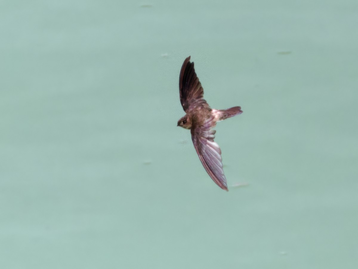 Sulawesi Swiftlet - Nick Athanas