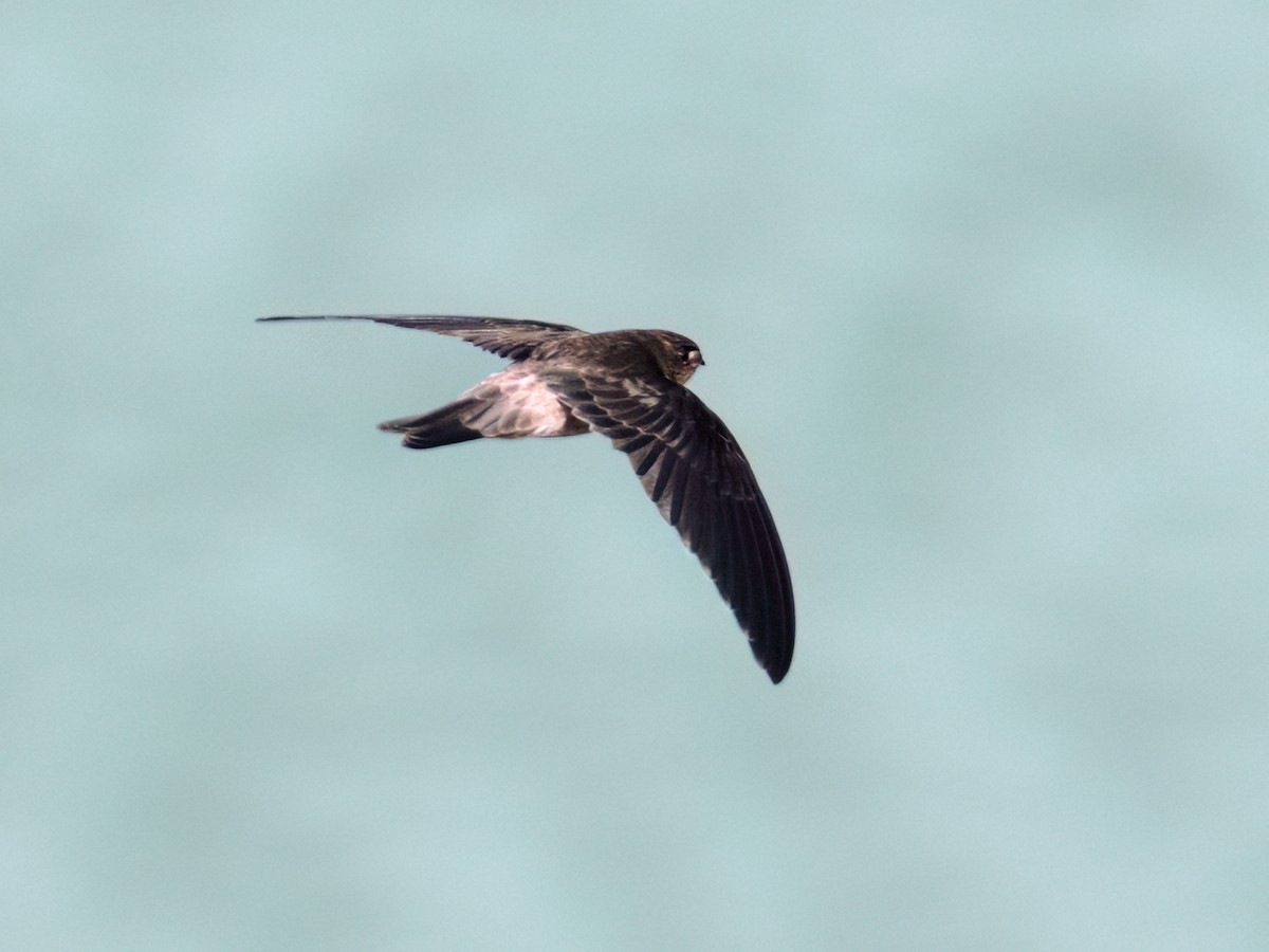 Sulawesi Swiftlet - ML624206223