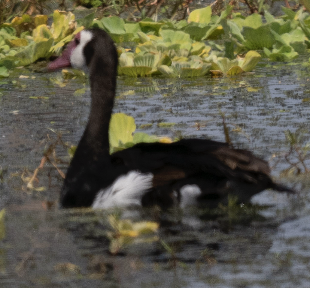 Spur-winged Goose - ML624206224