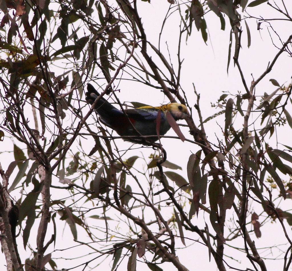 Pale-headed Rosella - ML624206275