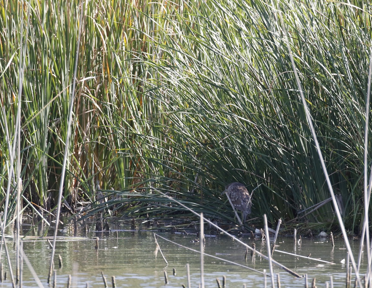 Black-crowned Night Heron - Mike Pierce