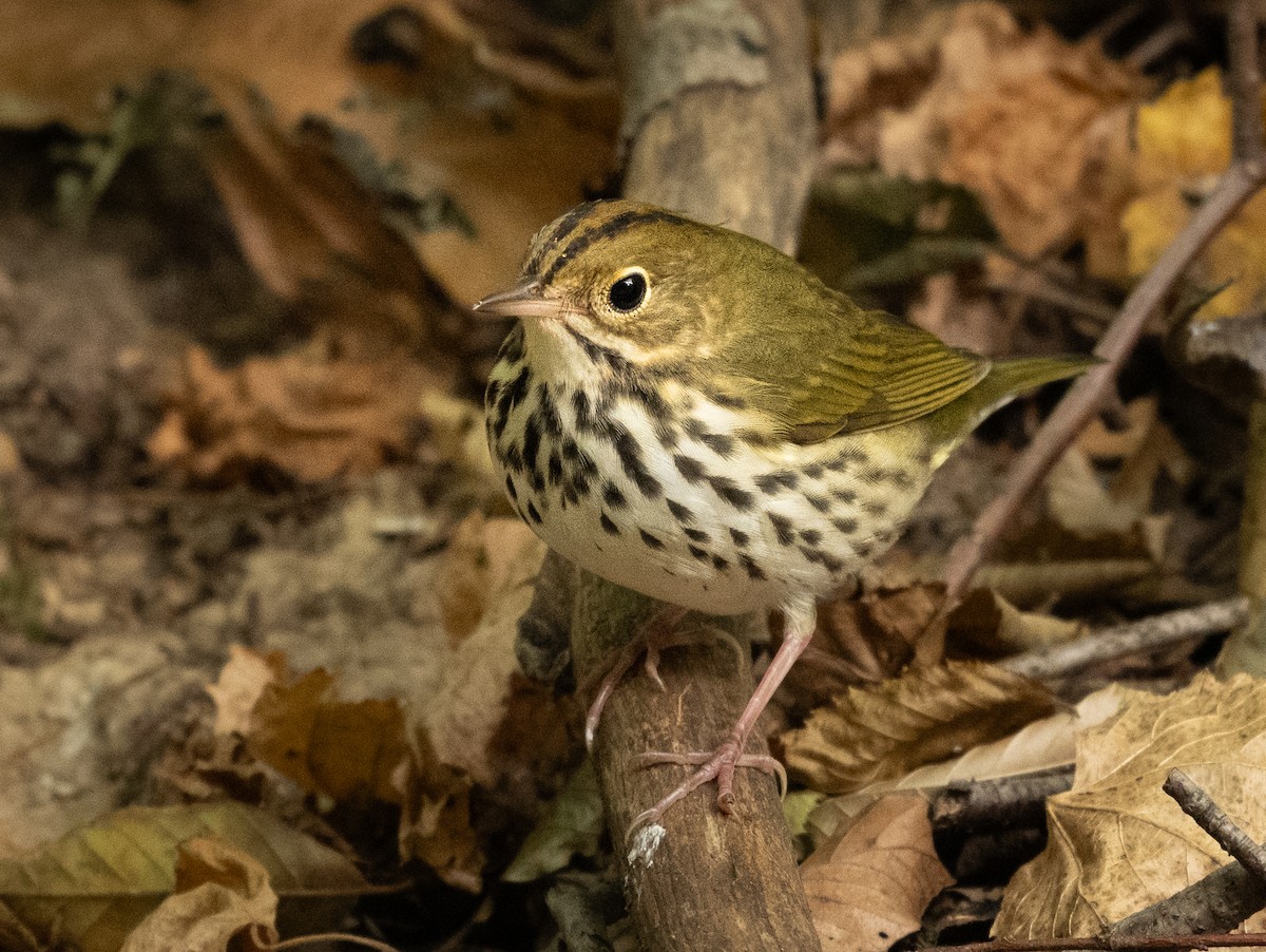 Ovenbird - Michael Hochstetler