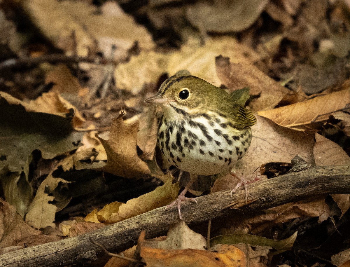 Ovenbird - Michael Hochstetler