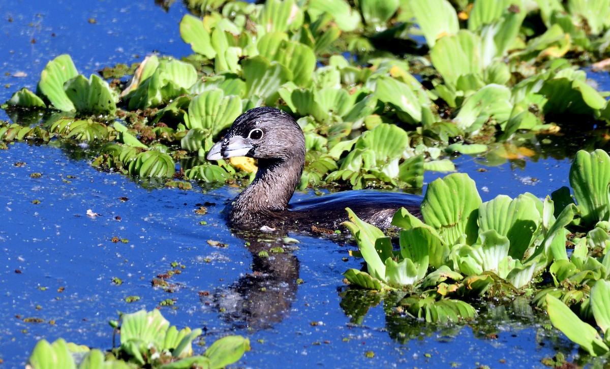 Pied-billed Grebe - ML624206312