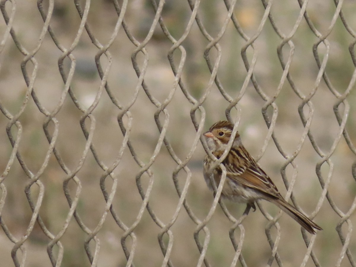 Clay-colored Sparrow - ML624206316
