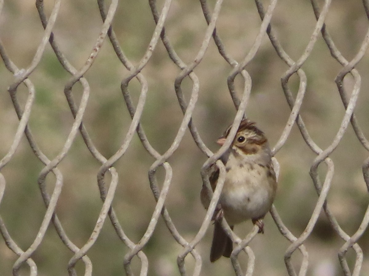 Clay-colored Sparrow - ML624206317