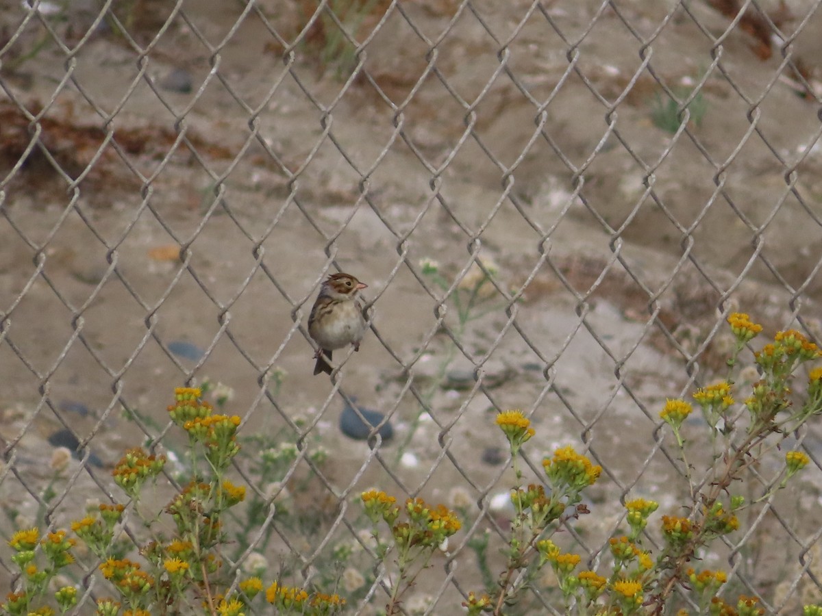 Clay-colored Sparrow - ML624206318