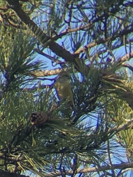 Red Crossbill - ML624206322