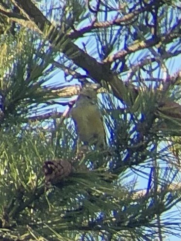 Red Crossbill - ML624206324