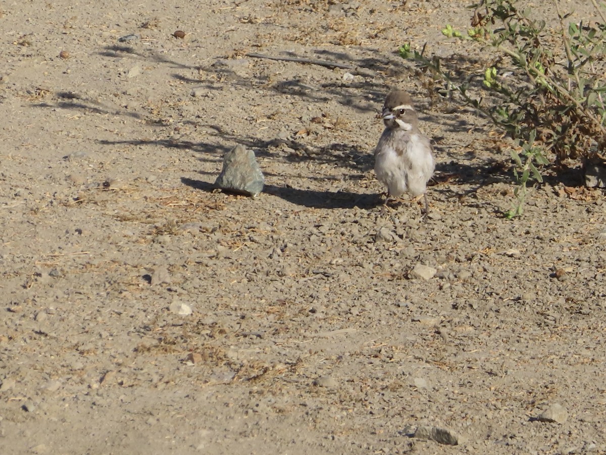 Black-throated Sparrow - ML624206327