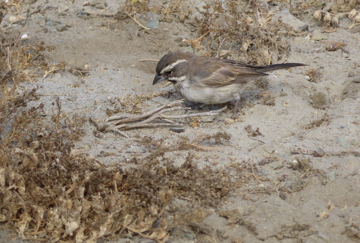 Black-throated Sparrow - ML624206328