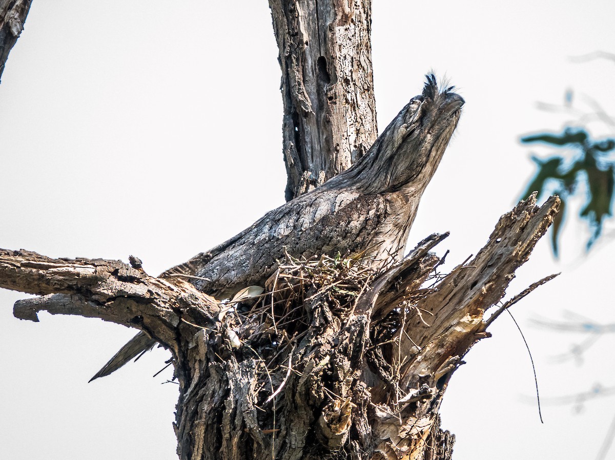 Tawny Frogmouth - ML624206350