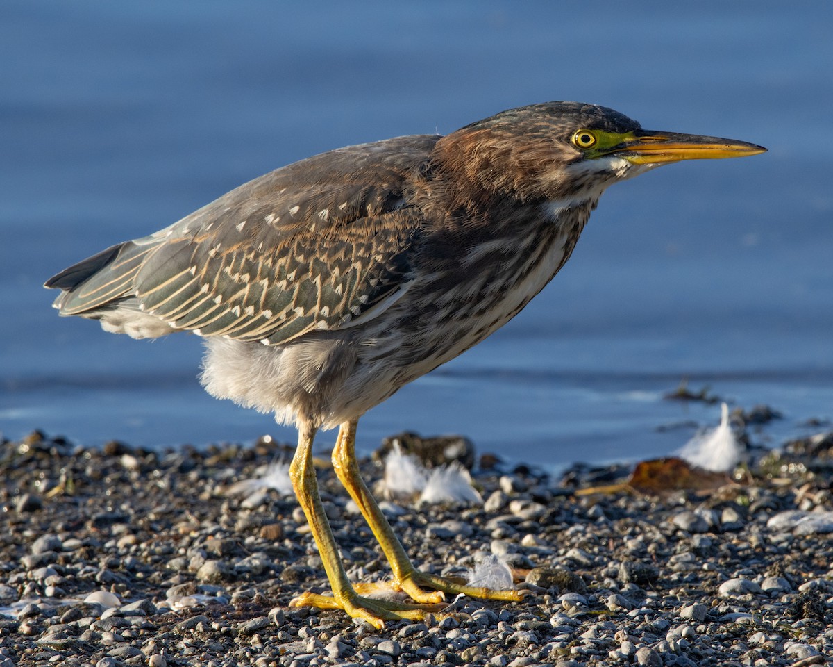 Green Heron - ML624206353