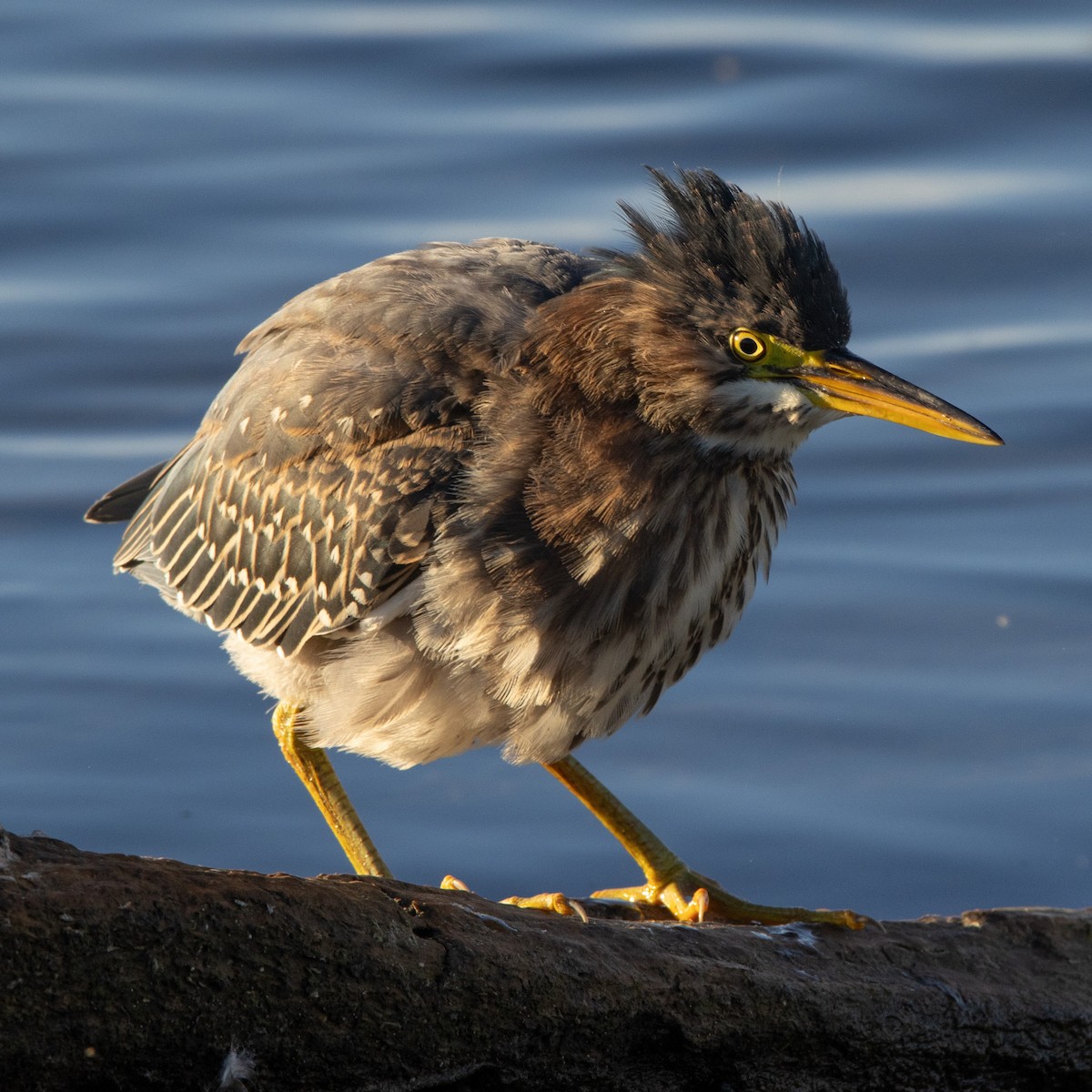 Green Heron - ML624206354