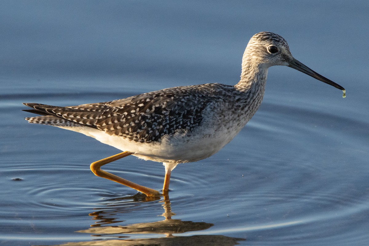 Greater Yellowlegs - ML624206362