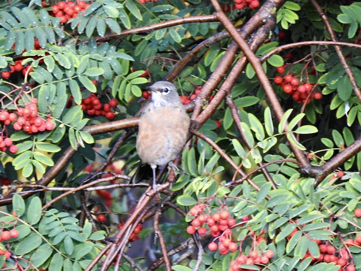 American Robin - Stephen Bailey