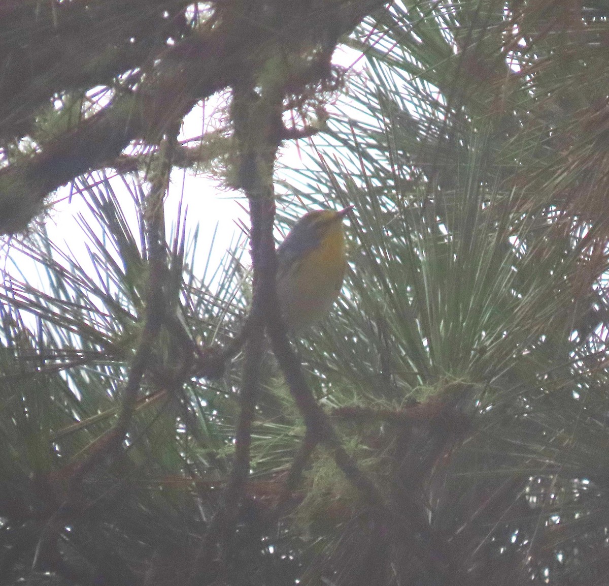 Grace's Warbler - Chris Hayward