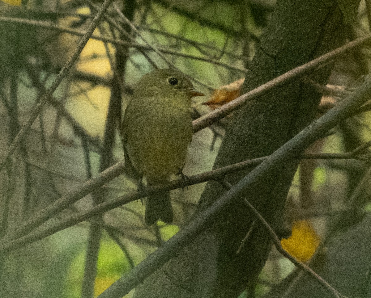 Yellow-bellied Flycatcher - Michael Hochstetler