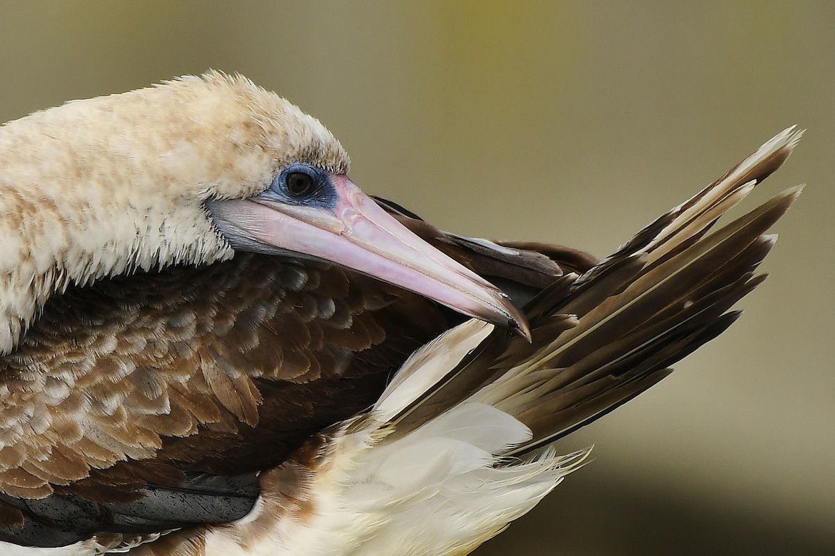 Red-footed Booby - ML624206403