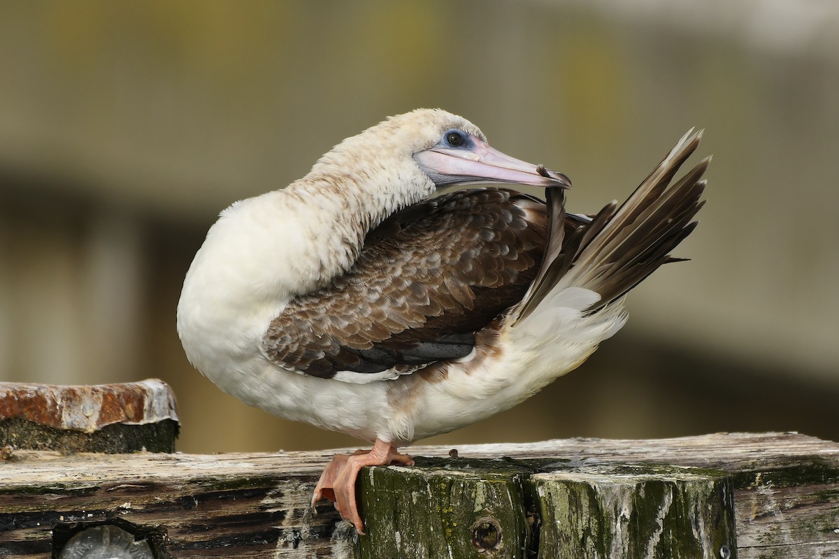 Red-footed Booby - ML624206404