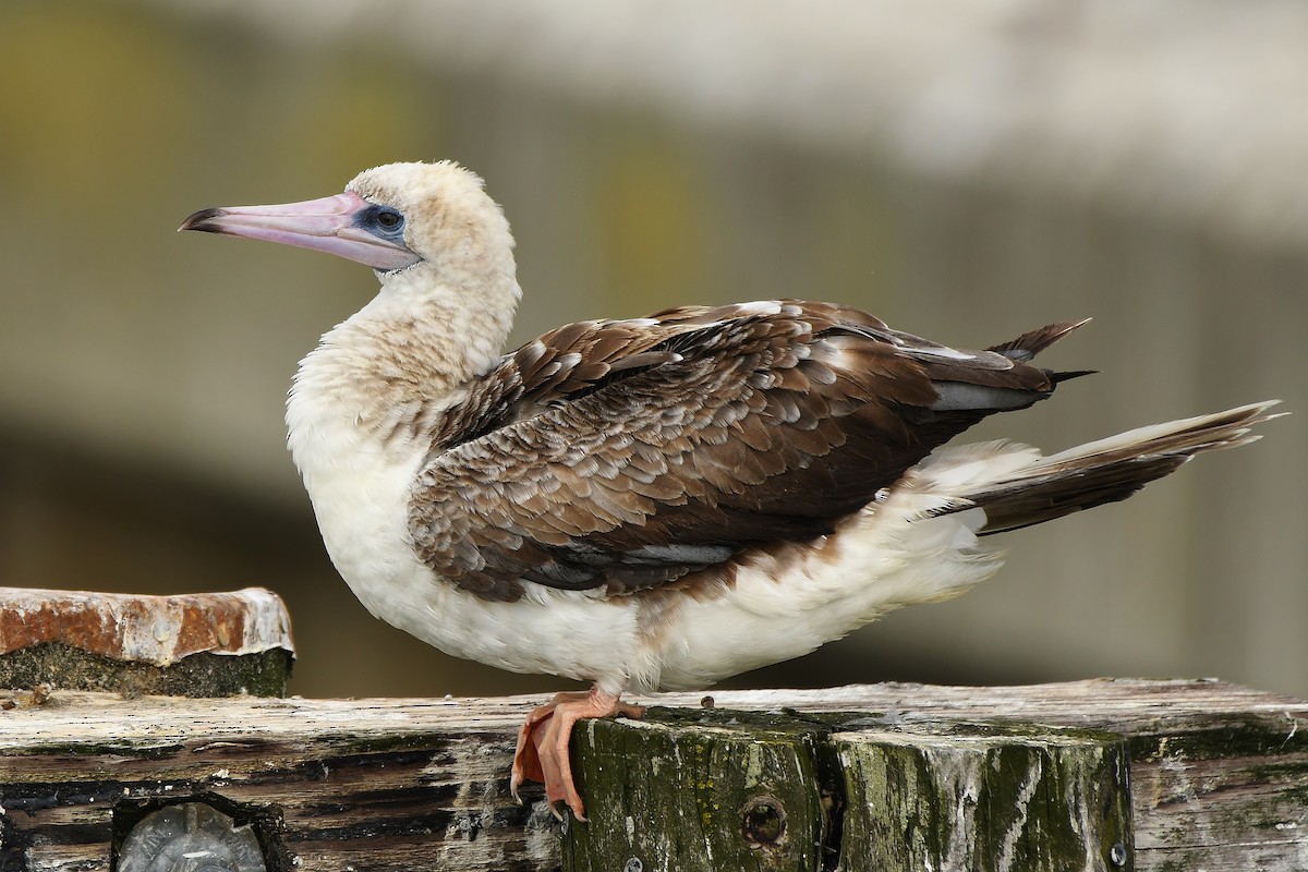 Red-footed Booby - ML624206405