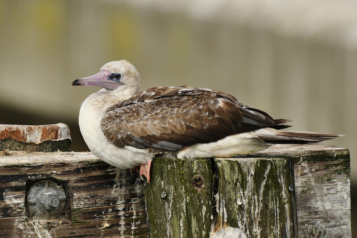 Red-footed Booby - ML624206406