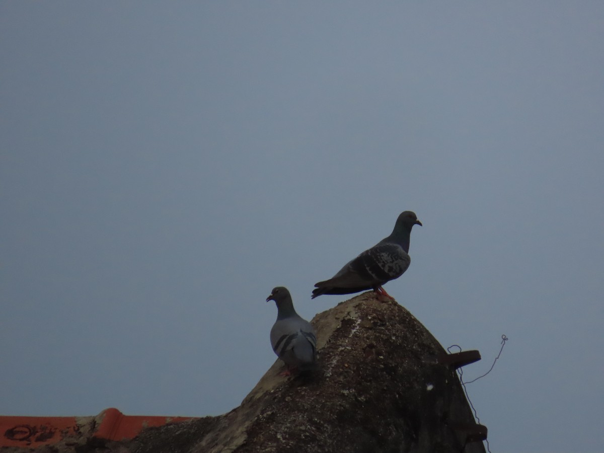 Rock Pigeon (Feral Pigeon) - ML624206407