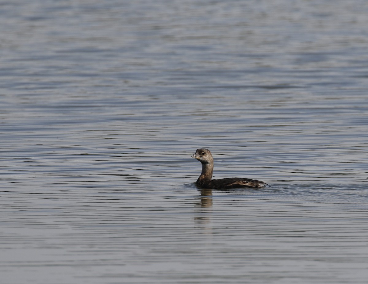 Pied-billed Grebe - ML624206416