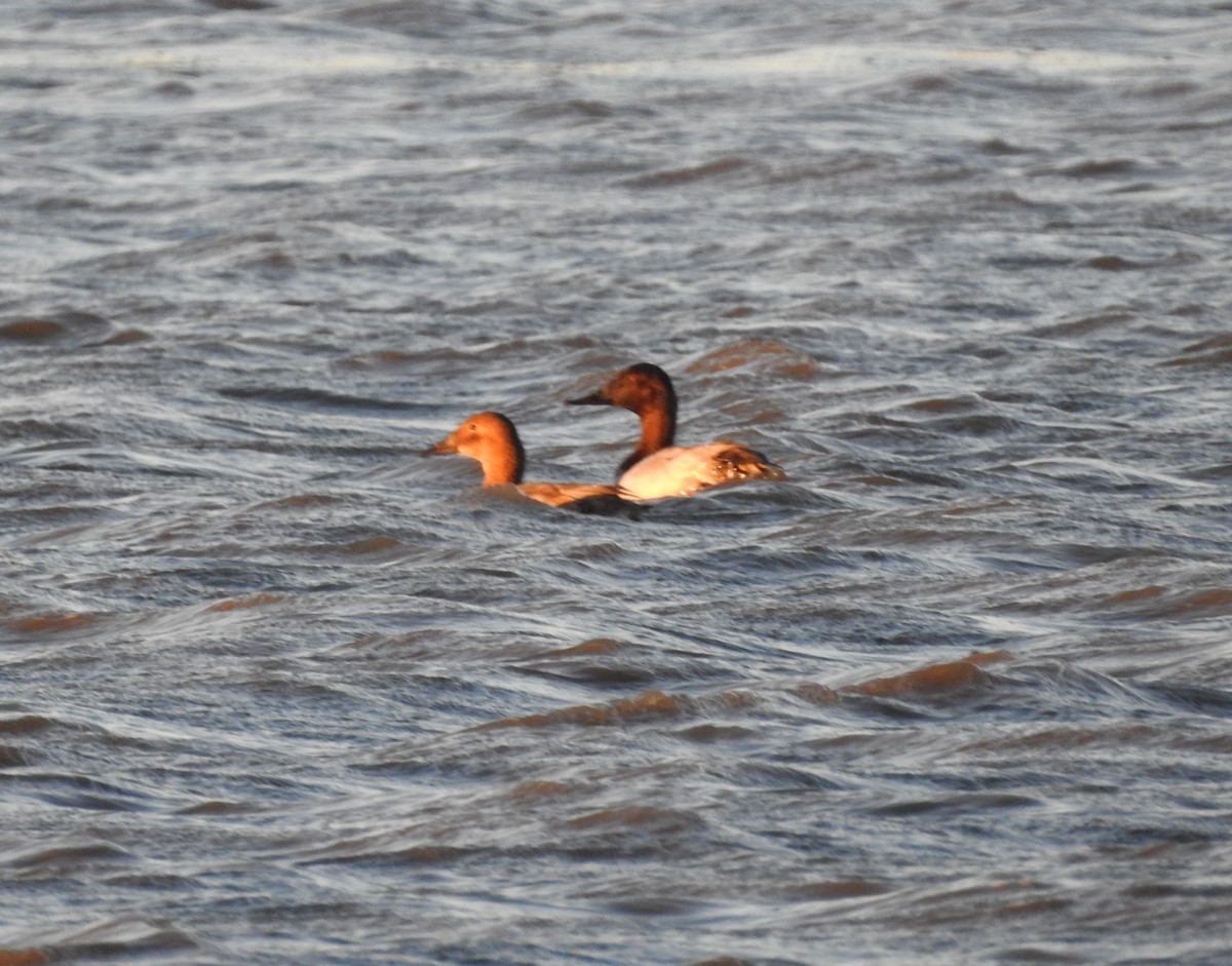 Canvasback - ML624206445