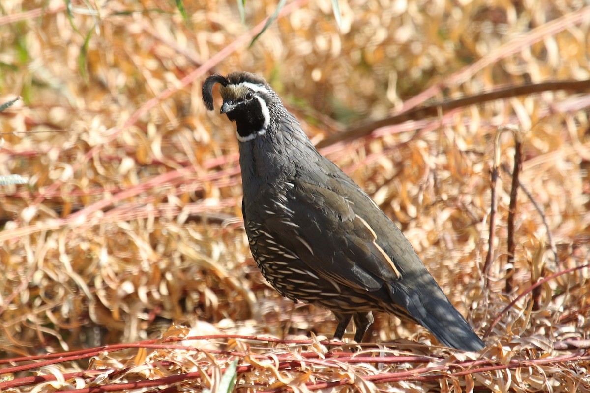 California Quail - ML624206446