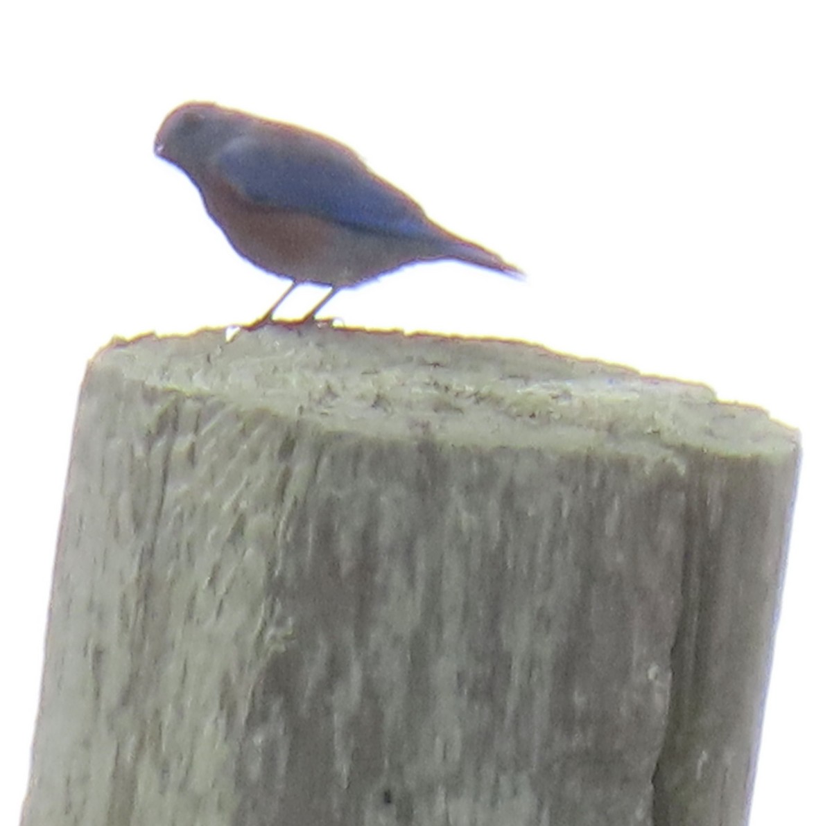 Western Bluebird - George Chrisman