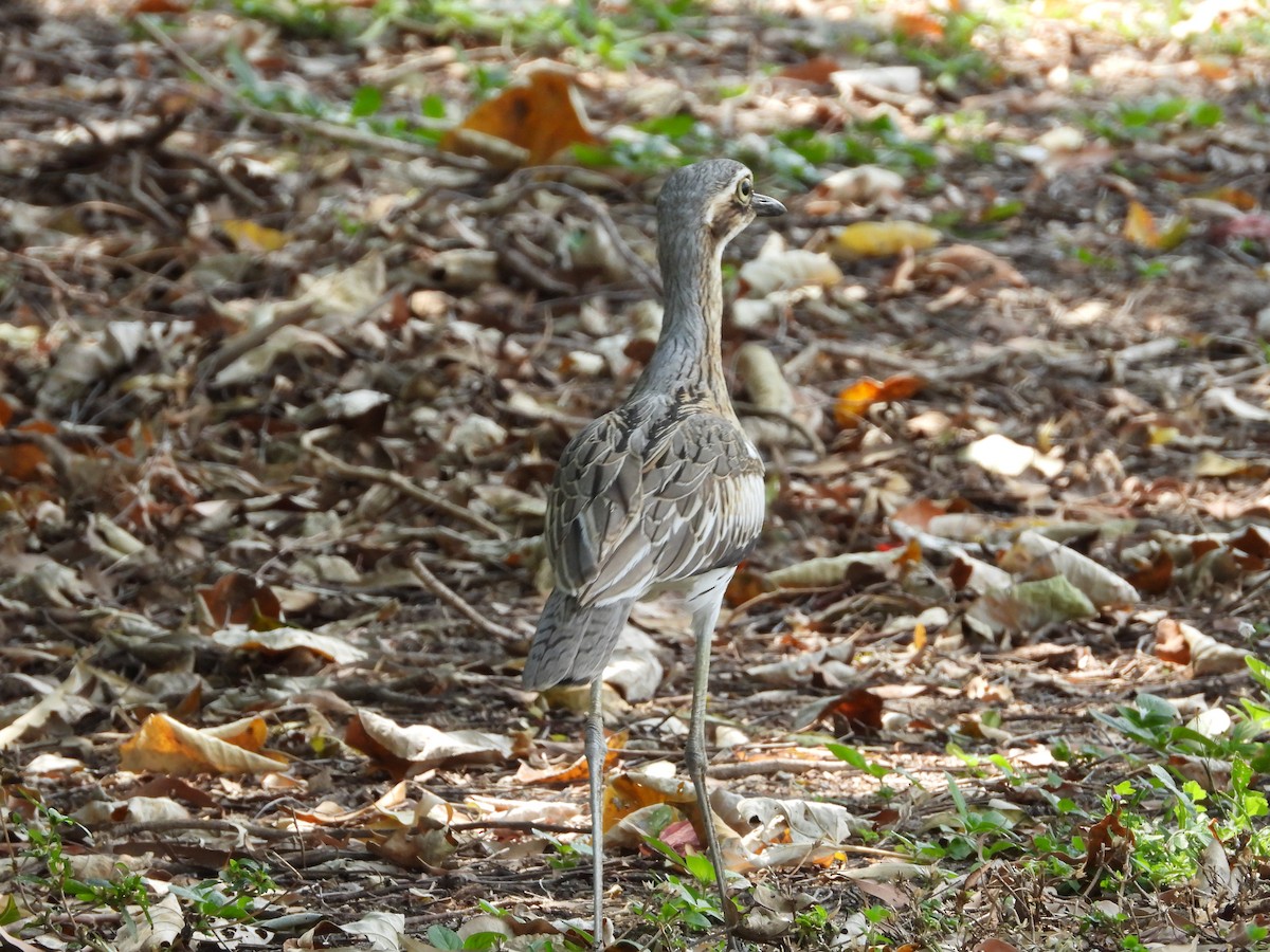 Bush Thick-knee - Monica Mesch