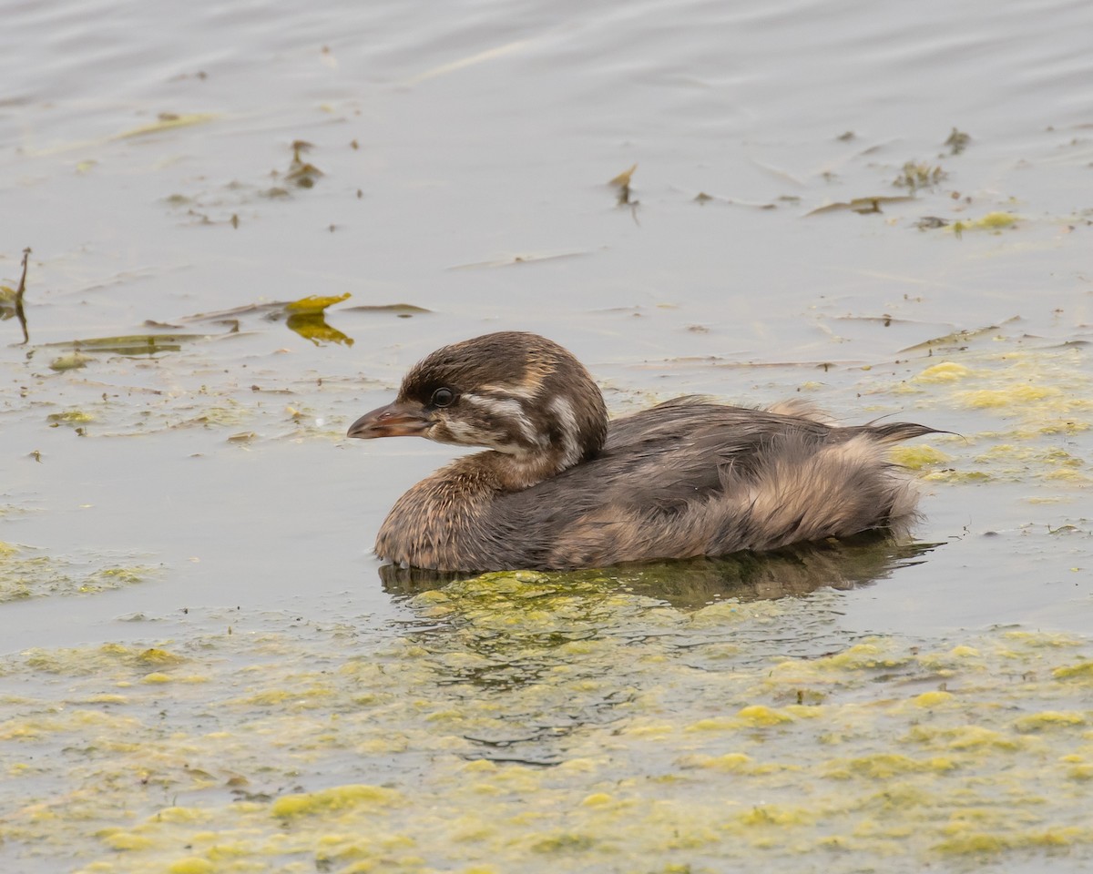 Pied-billed Grebe - ML624206488