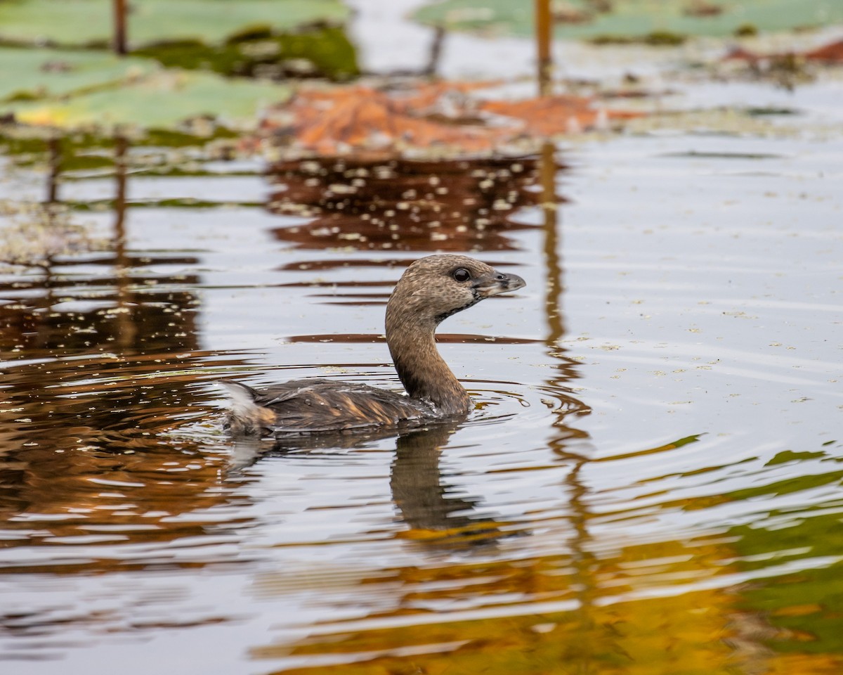 Pied-billed Grebe - ML624206490