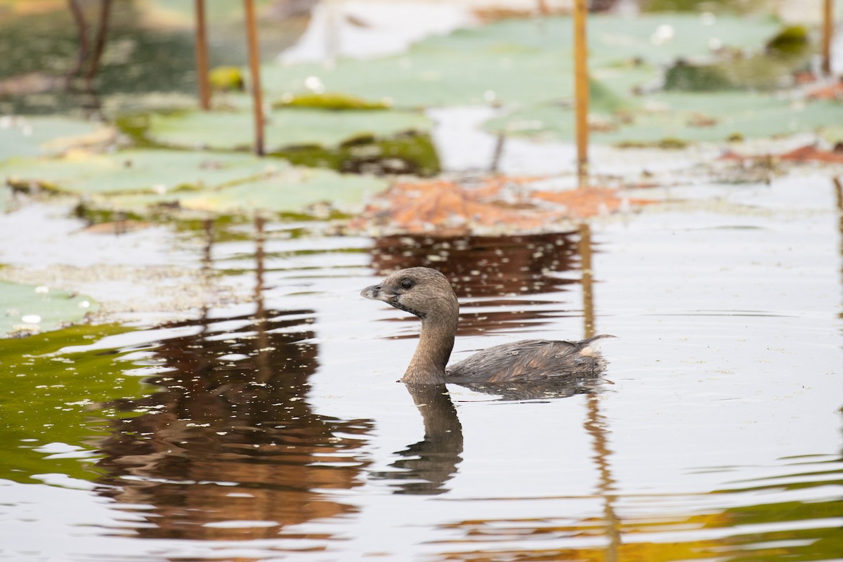 Pied-billed Grebe - ML624206491